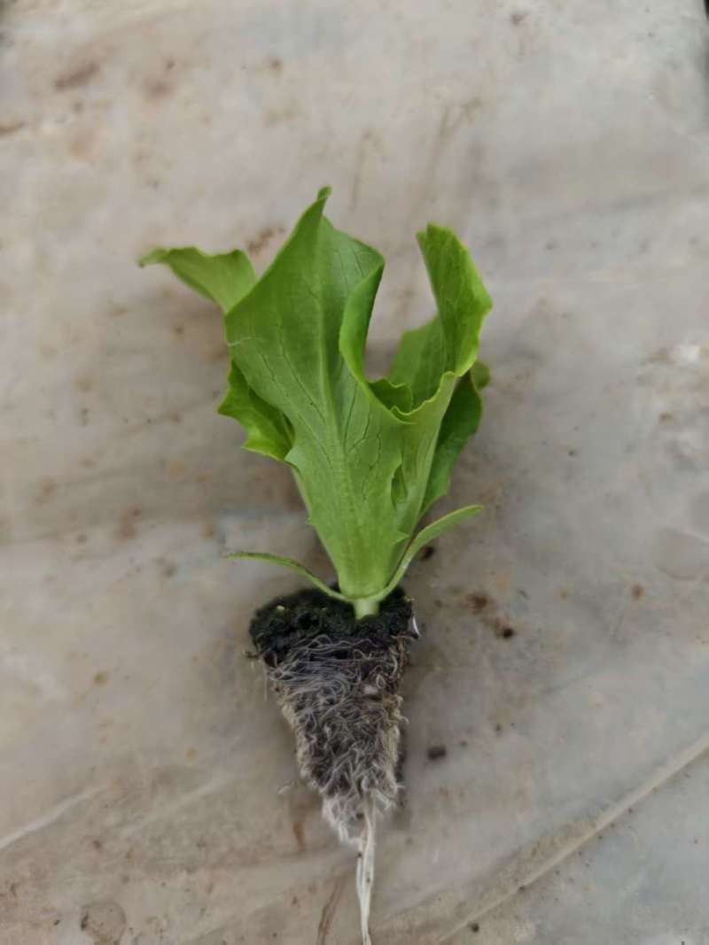 意大利生菜苗根系发达成活率高质量保证可视频看货