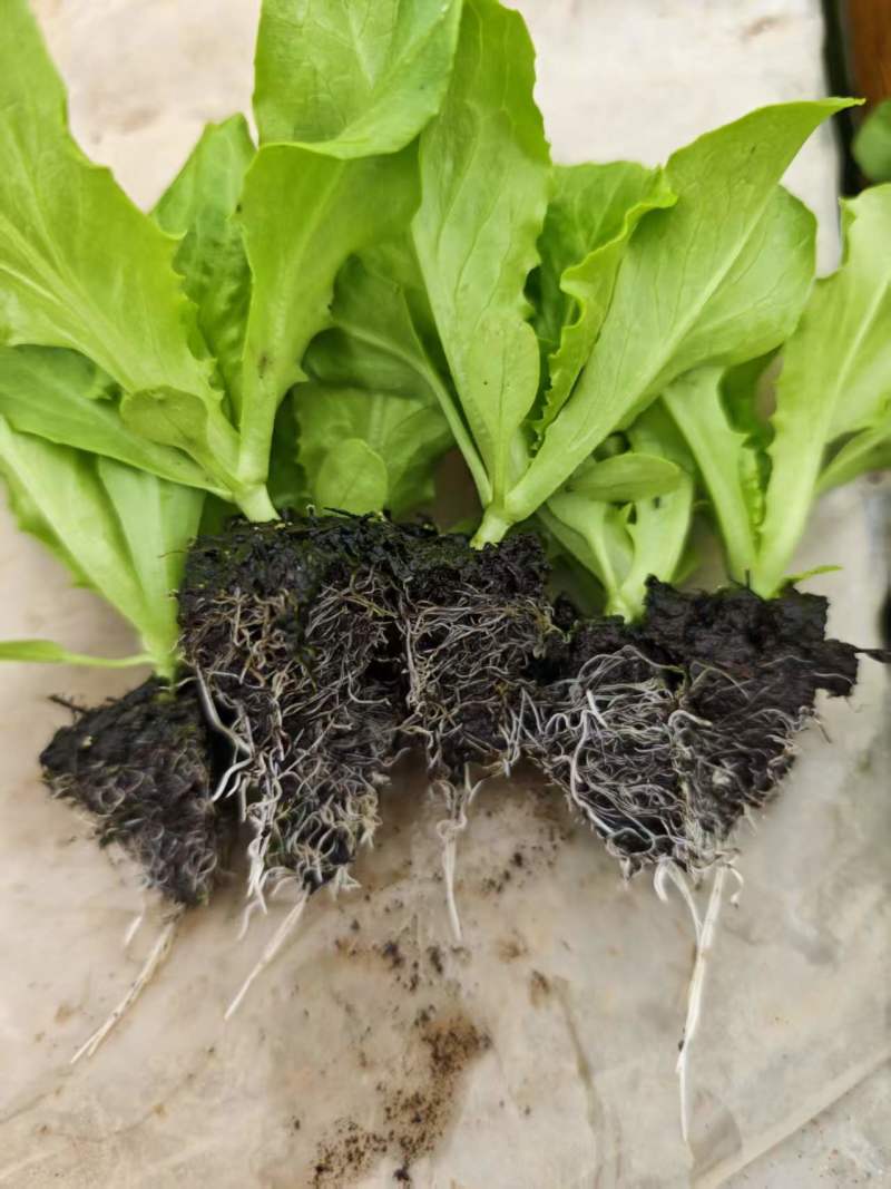 意大利生菜苗根系发达成活率高质量保证可视频看货