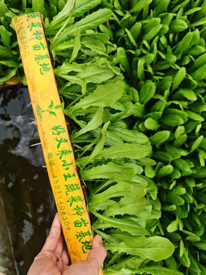 油麦菜苗根系发达成活率高高质量保证可视频看货
