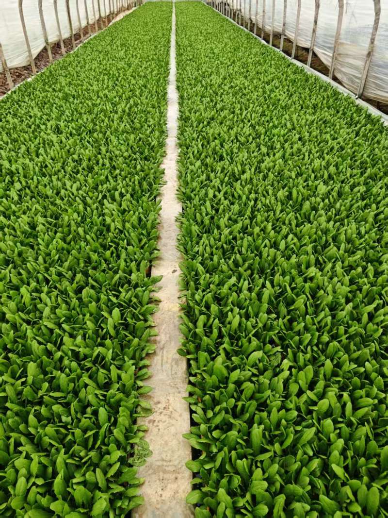 油麦菜苗根系发达成活率高高质量保证可视频看货