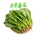 萝卜苗叶菜大量现货供应，品质保证，代发全国客商欢迎电联