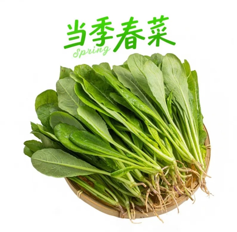 萝卜苗叶菜大量现货供应，品质保证，代发全国客商欢迎电联