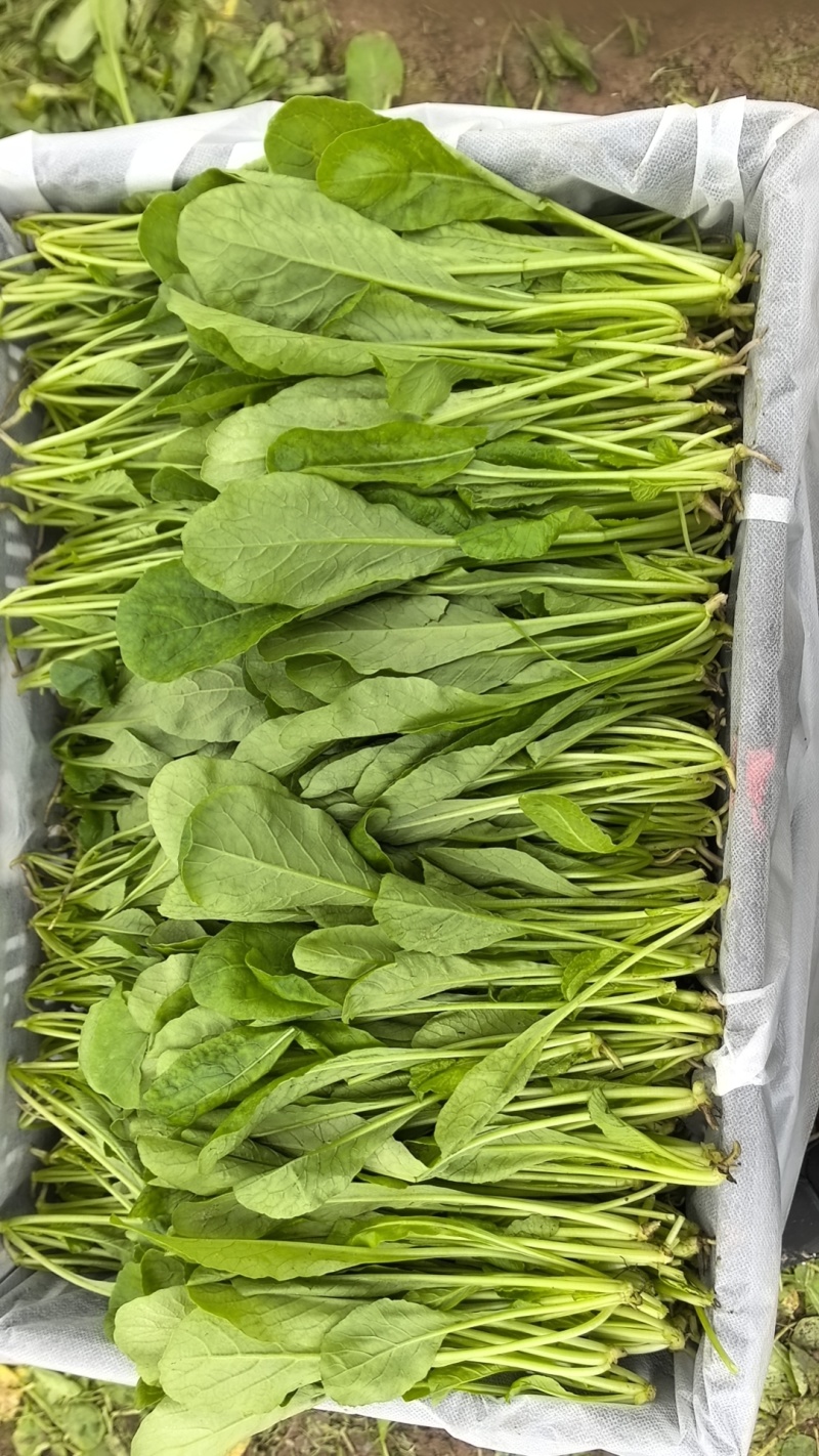 萝卜苗叶菜大量现货供应，品质保证，代发全国客商欢迎电联