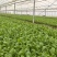萝卜苗叶菜大量现货供应，品质保证，代发全国客商欢迎电联