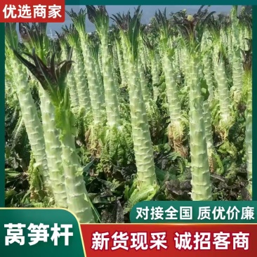 莴苣杆子大量供应对接全国市场，工厂货，
