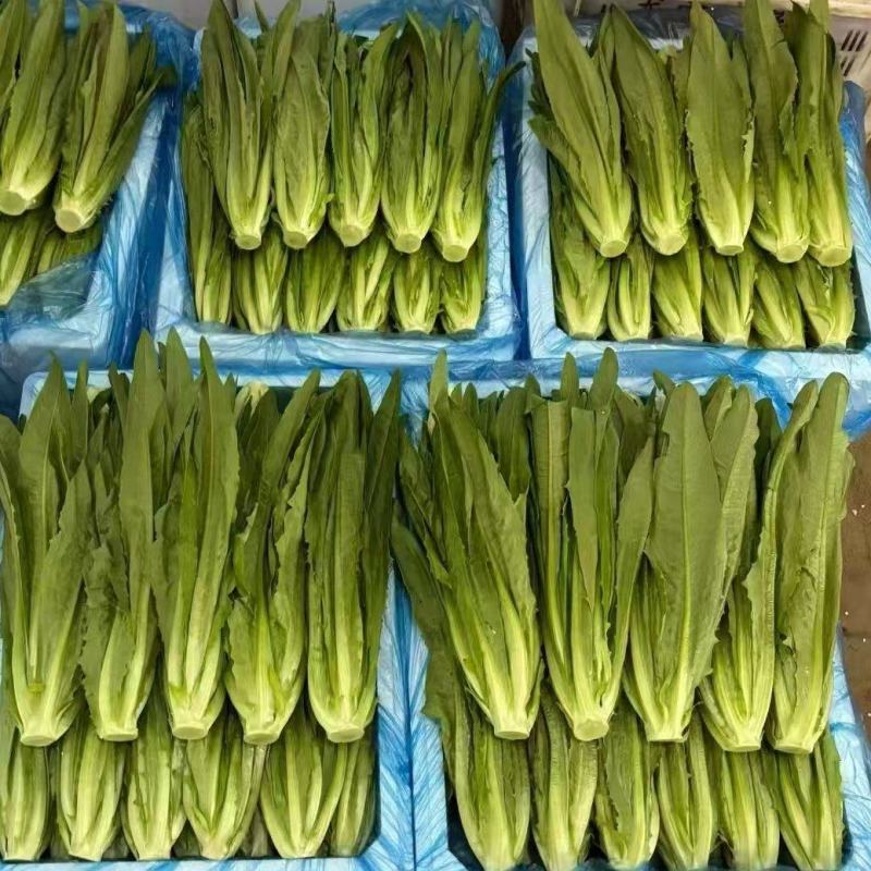 油麦菜基地直供，量大从优，规格齐全，欢迎来电洽谈更优惠