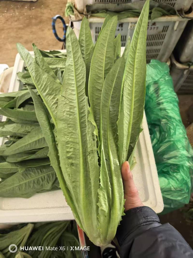 油麦菜基地直供，量大从优，规格齐全，欢迎来电洽谈更优惠