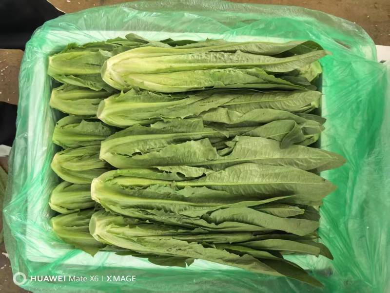 油麦菜基地直供，量大从优，规格齐全，欢迎来电洽谈更优惠