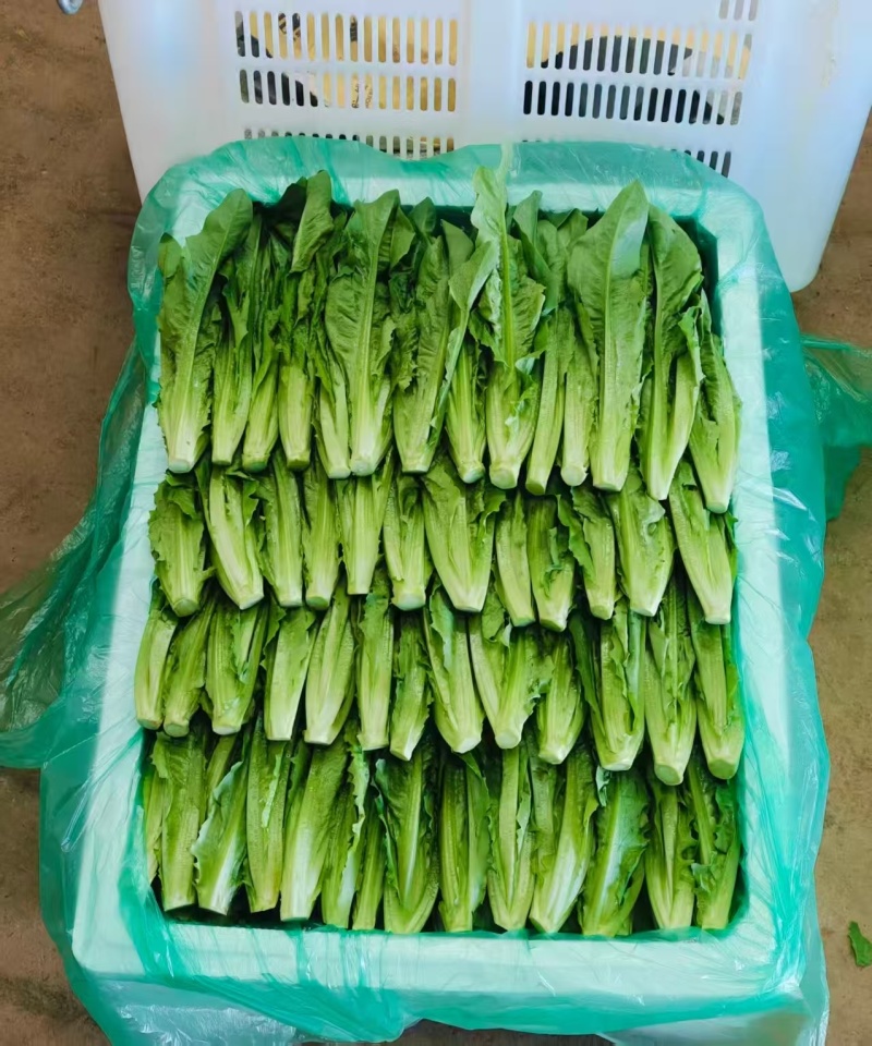 油麦菜基地直供，量大从优，规格齐全，欢迎来电洽谈更优惠