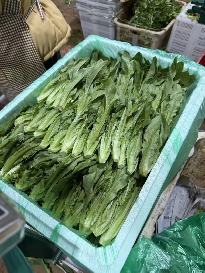 油麦菜基地直供，量大从优，规格齐全，欢迎来电洽谈更优惠