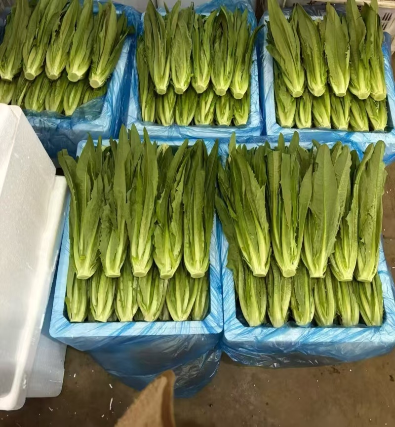 油麦菜基地直供，量大从优，规格齐全，欢迎来电洽谈更优惠
