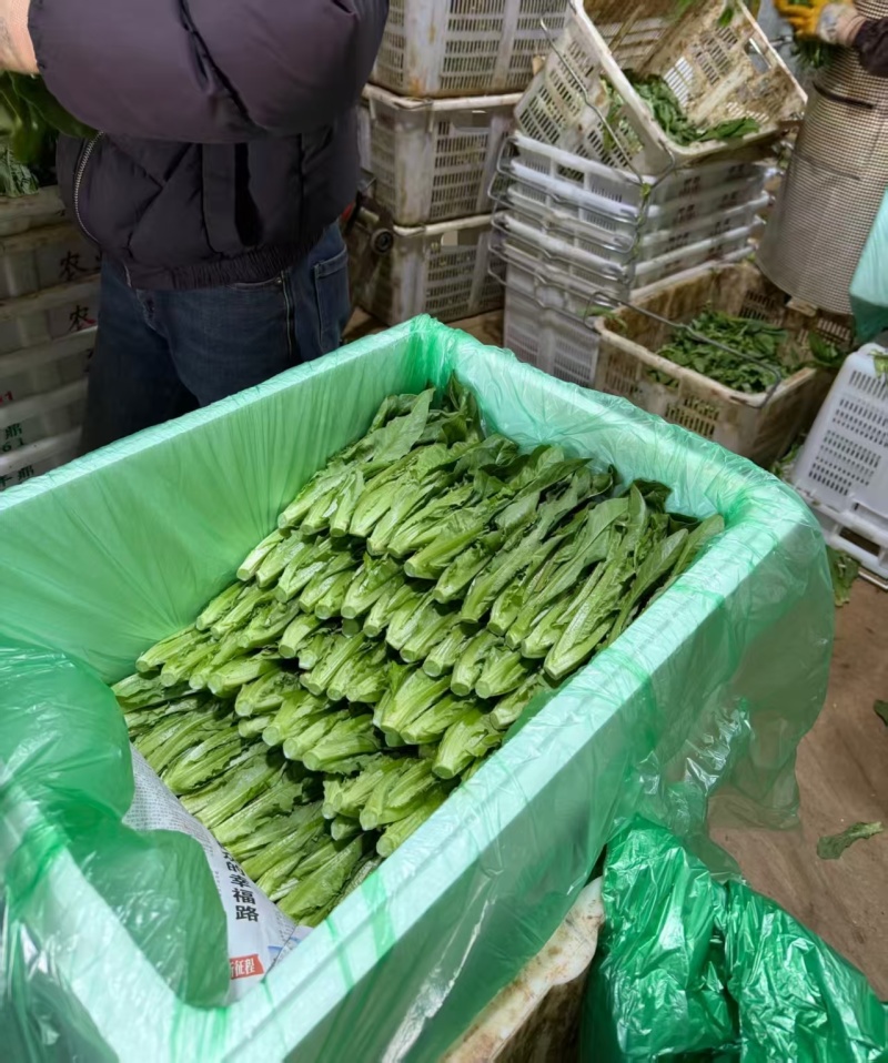 油麦菜基地直供，量大从优，规格齐全，欢迎来电洽谈更优惠