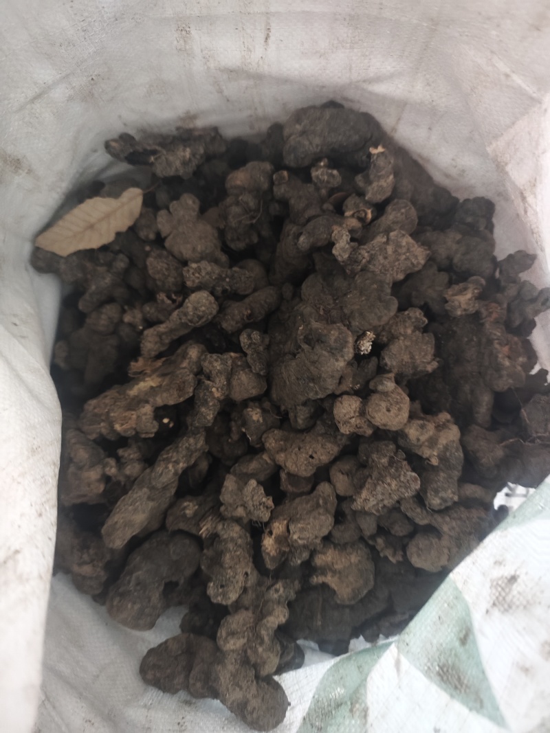 秦岭猪苓干货
