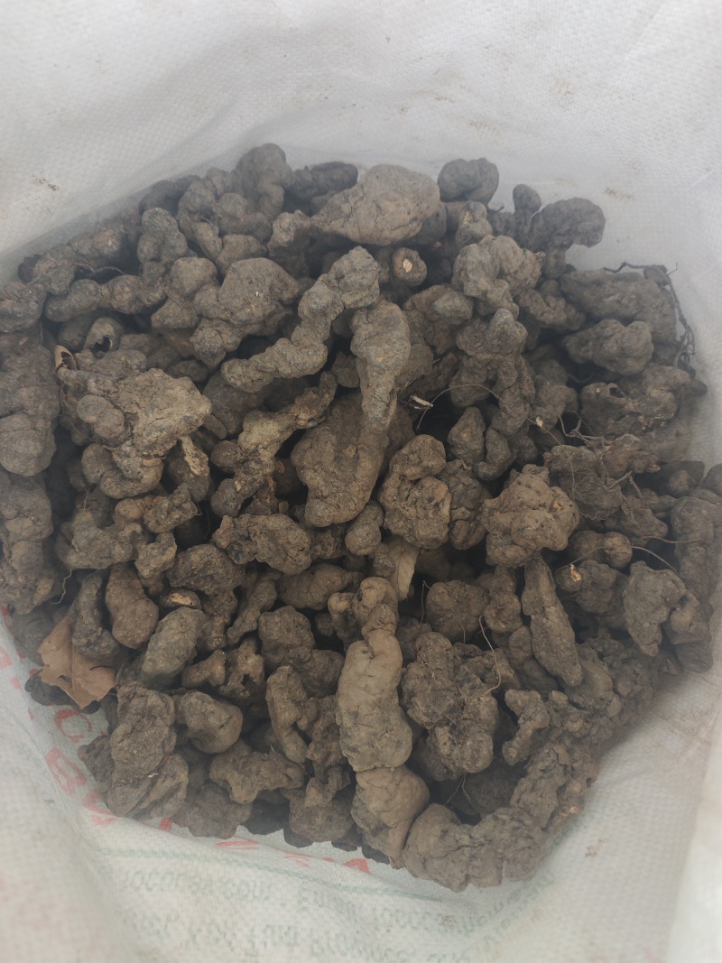 秦岭猪苓干货