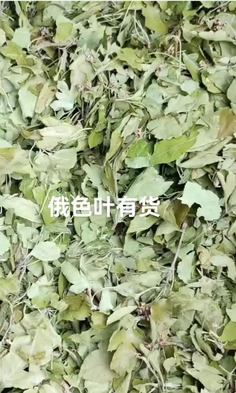 俄色叶，中药材俄色叶新货质量保证价格优惠欢迎咨询购买