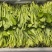 萝卜菜萝卜苗菜大量现货供应，品质保证，对接市场批发商