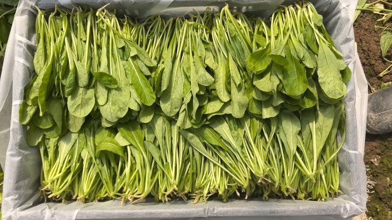 萝卜菜萝卜苗菜大量现货供应，品质保证，对接市场批发商