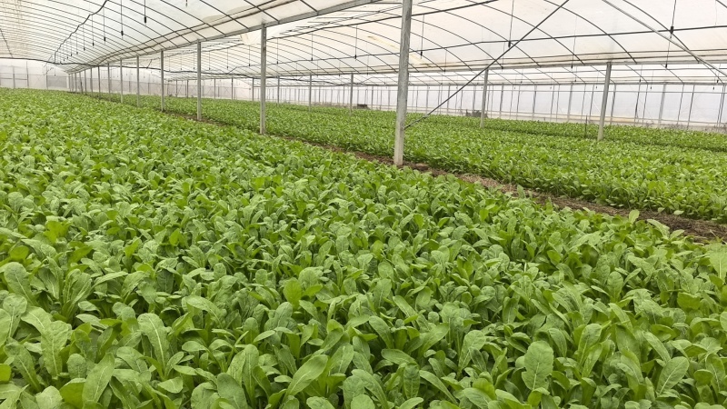 萝卜菜萝卜苗菜大量现货供应，品质保证，对接市场批发商