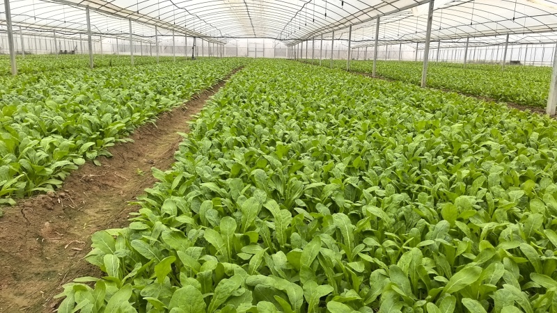 萝卜菜萝卜苗菜大量现货供应，品质保证，对接市场批发商