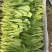 萝卜菜萝卜苗菜大量现货供应，品质保证，对接市场批发商