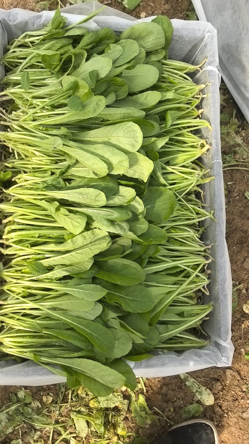 萝卜菜萝卜苗菜大量现货供应，品质保证，对接市场批发商