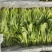 萝卜菜萝卜苗菜大量现货供应，品质保证，对接市场批发商