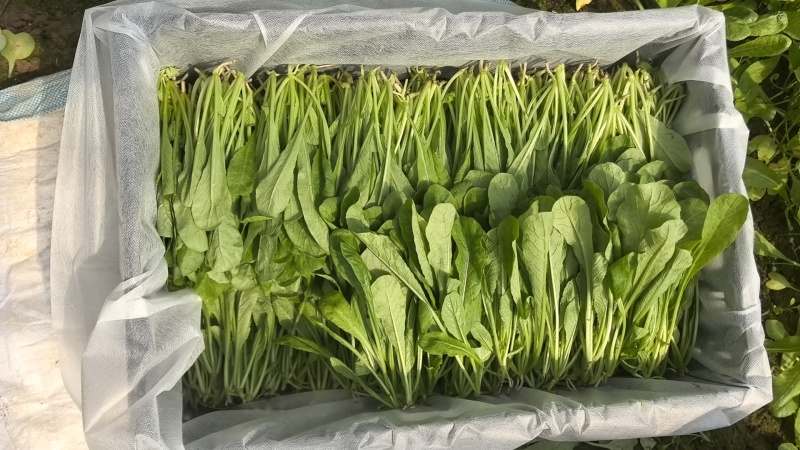 萝卜菜萝卜苗菜大量现货供应，品质保证，对接市场批发商