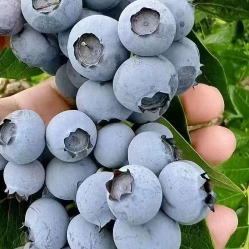 蓝莓树苗盆栽地栽南北方种植脱毒大果苗当年结果基地发