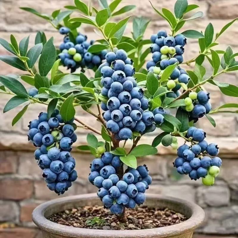 蓝莓树苗盆栽地栽南北方种植脱毒大果苗当年结果基地发