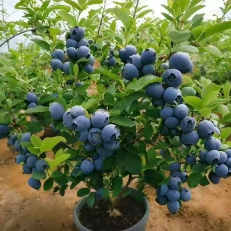 蓝莓树苗盆栽地栽南北方种植脱毒大果苗当年结果基地发