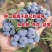 蓝莓树苗盆栽地栽南北方种植脱毒大果苗当年结果基地发