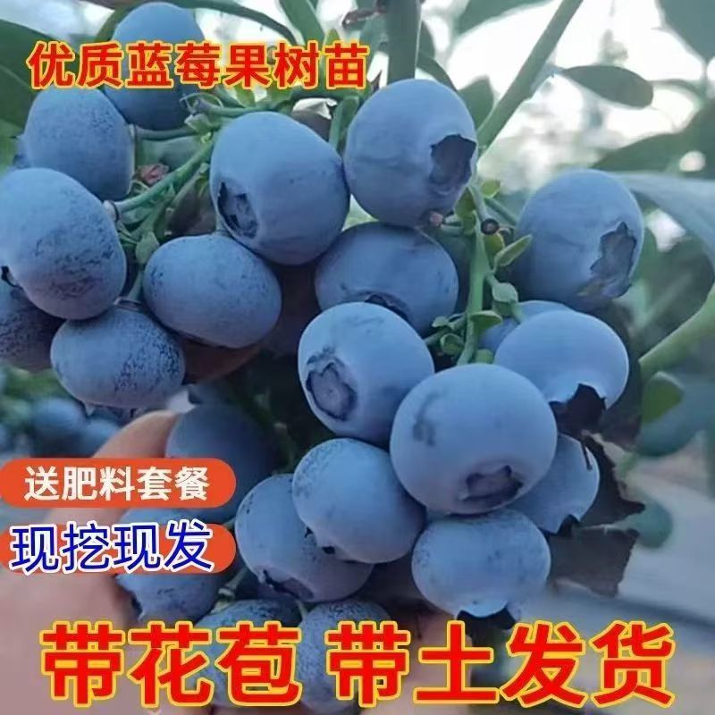 蓝莓树苗盆栽地栽南北方种植脱毒大果苗当年结果基地发