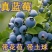 蓝莓树苗盆栽地栽南北方种植脱毒大果苗当年结果基地发
