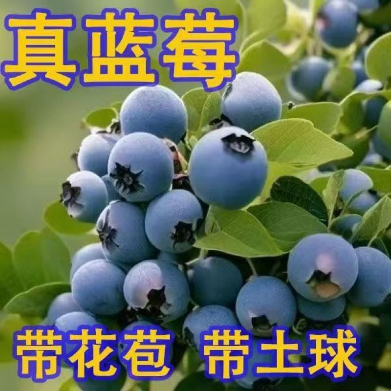 蓝莓树苗盆栽地栽南北方种植脱毒大果苗当年结果基地发
