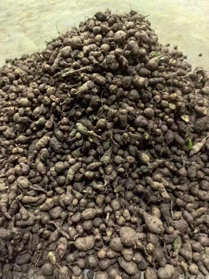 新鲜三叶青果产地直发品质保证支持视频看货欢迎来电