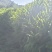 优质南姜