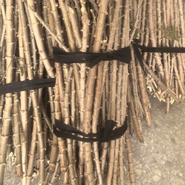 华南9号木薯茎