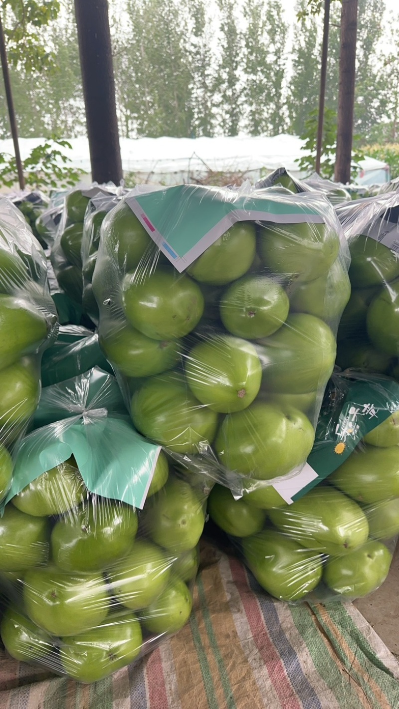 河南精品青茄产地直发质量上乘一手货源对接商超市场