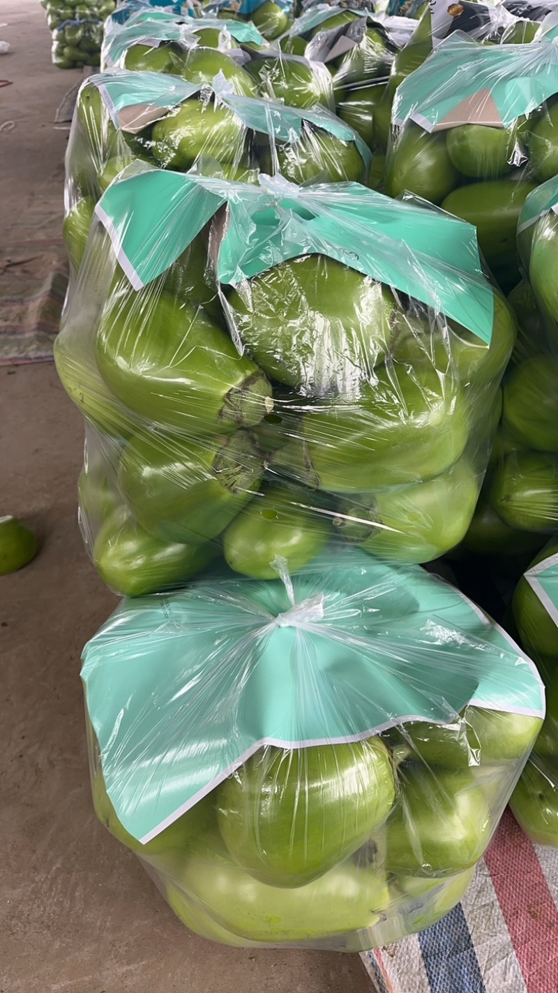 河南精品青茄产地直发质量上乘一手货源对接商超市场