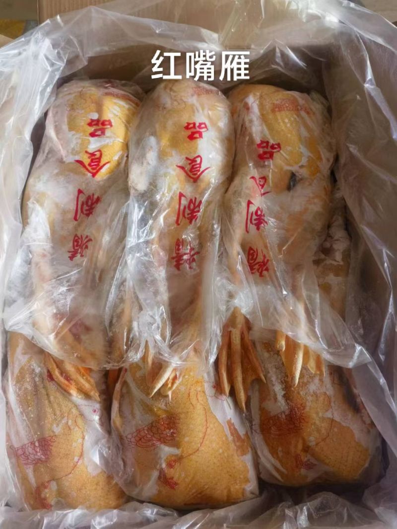 人工养殖番鸭肉全鸭黄皮黄油