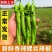 上海辣椒螺丝椒自家种植，一手货源，量大从优