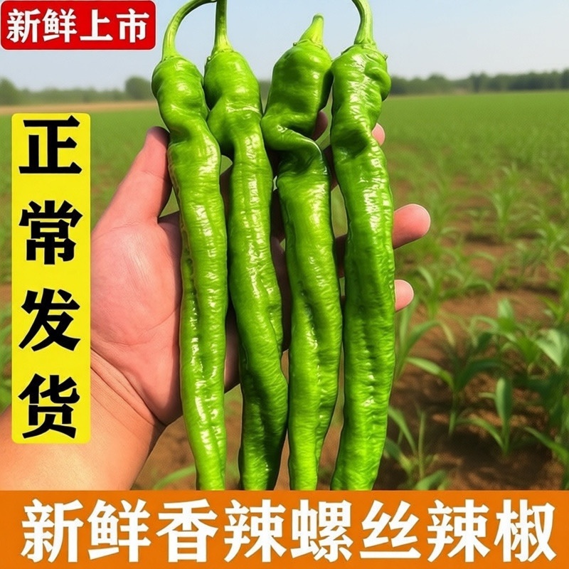 上海辣椒螺丝椒自家种植，一手货源，量大从优