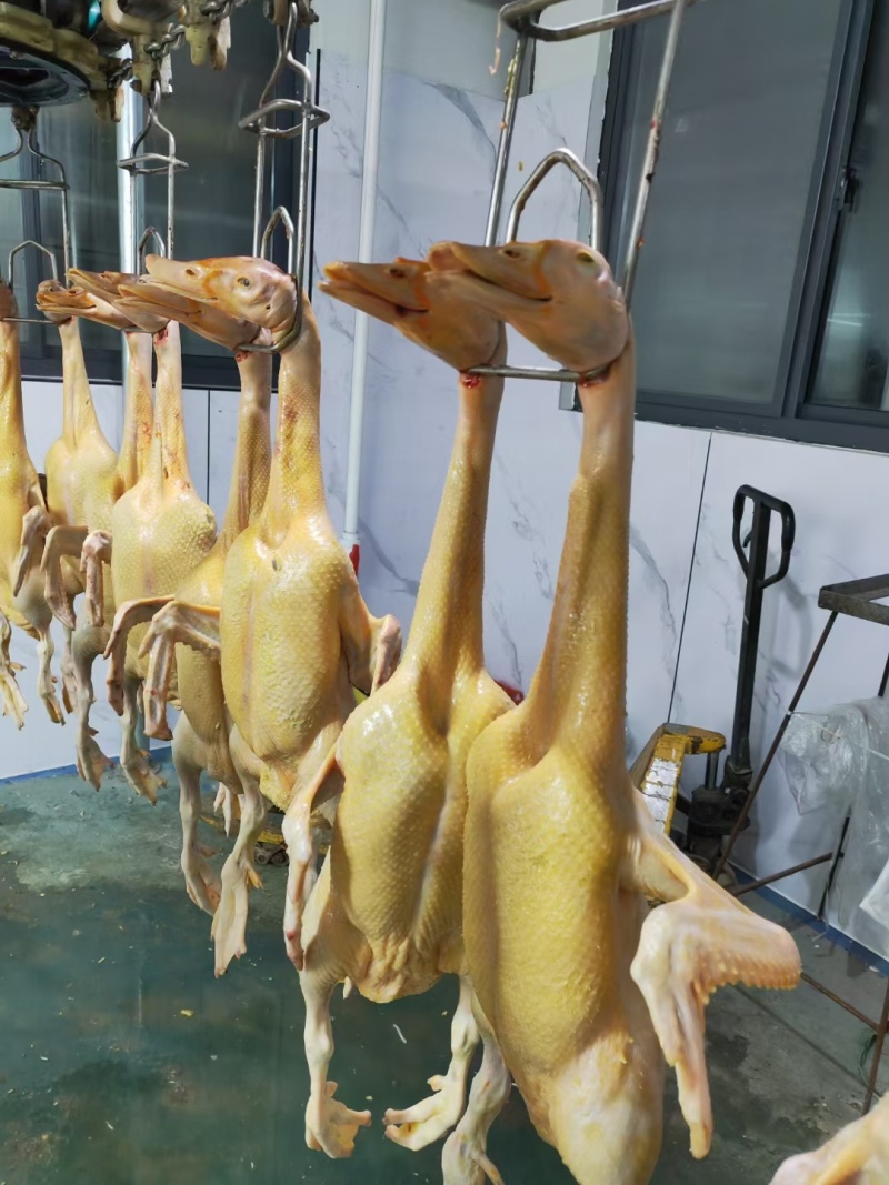 人工养殖番鸭肉全鸭黄皮黄油