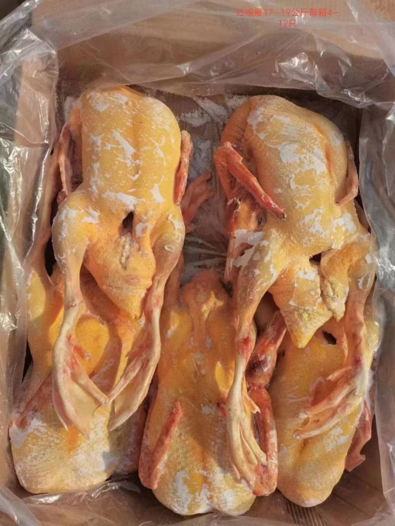 人工养殖番鸭肉全鸭黄皮黄油
