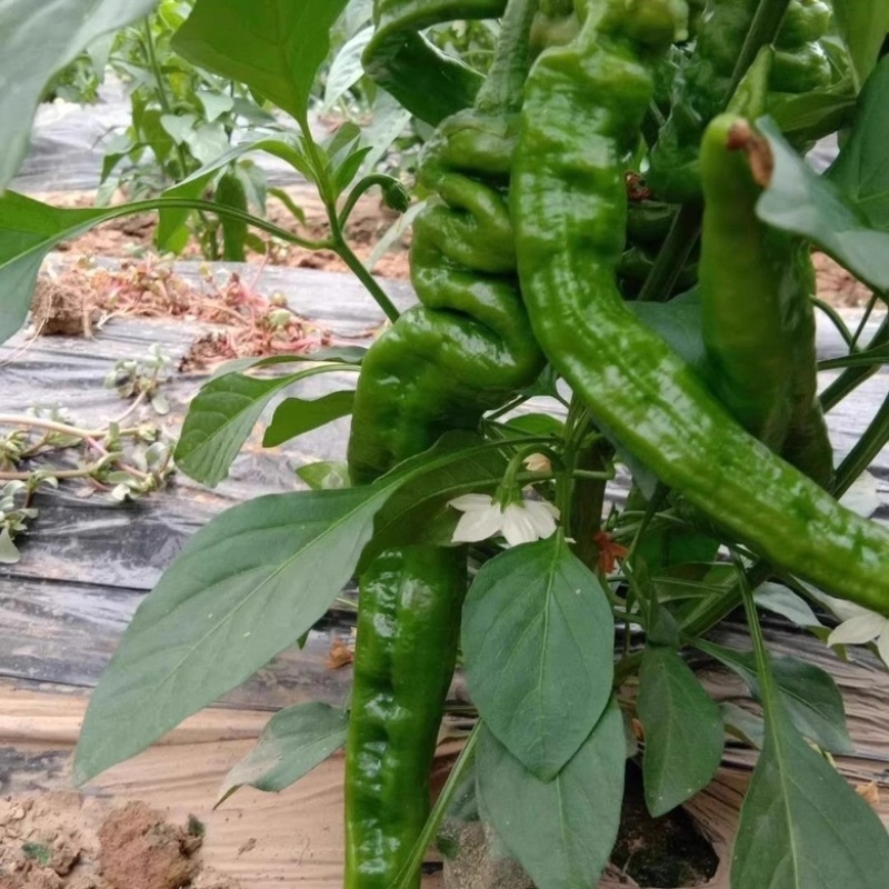 上海辣椒螺丝椒自家种植，一手货源，量大从优