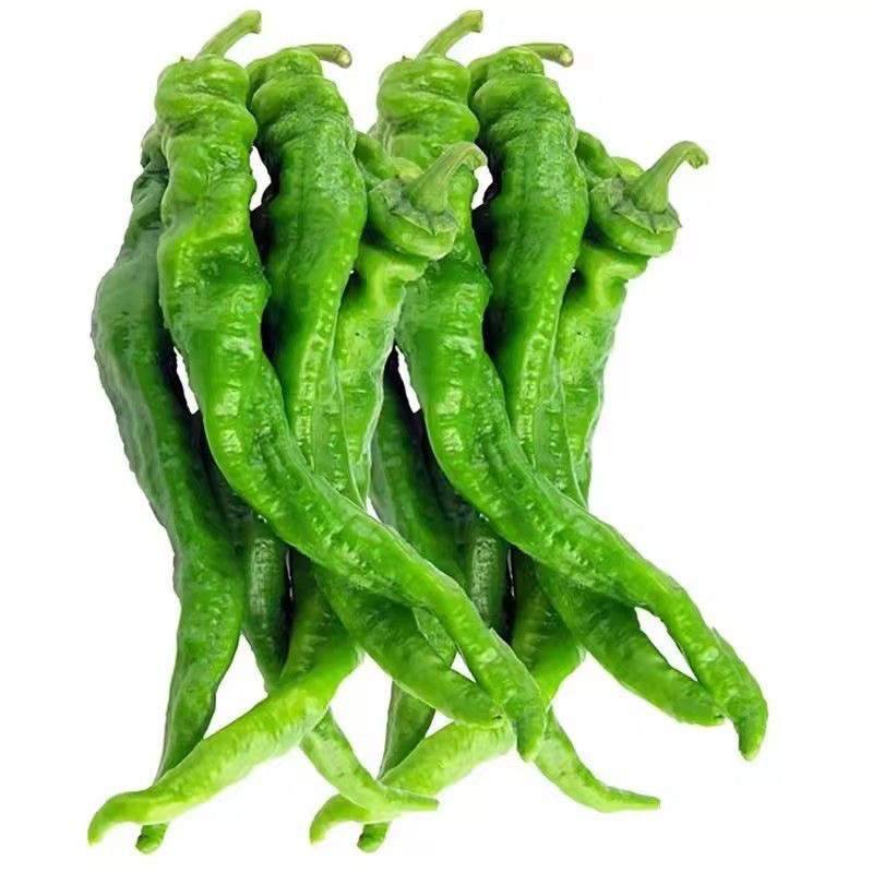 上海辣椒螺丝椒自家种植，一手货源，量大从优