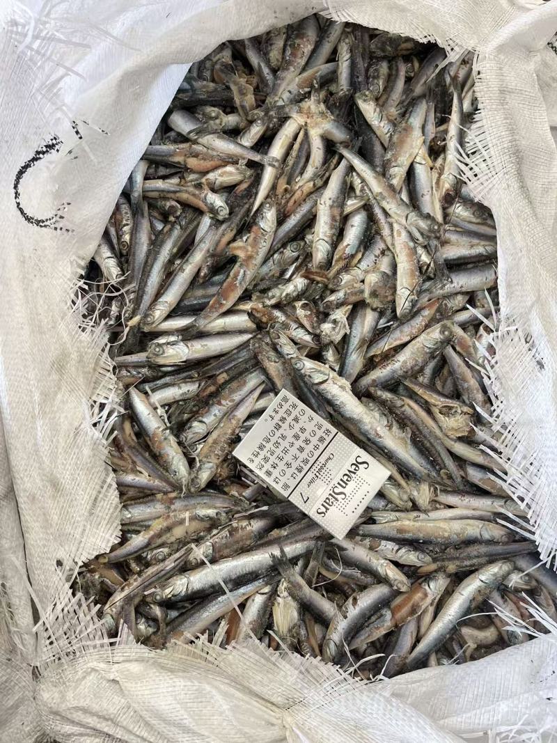 出水烂二锅饲料鱼