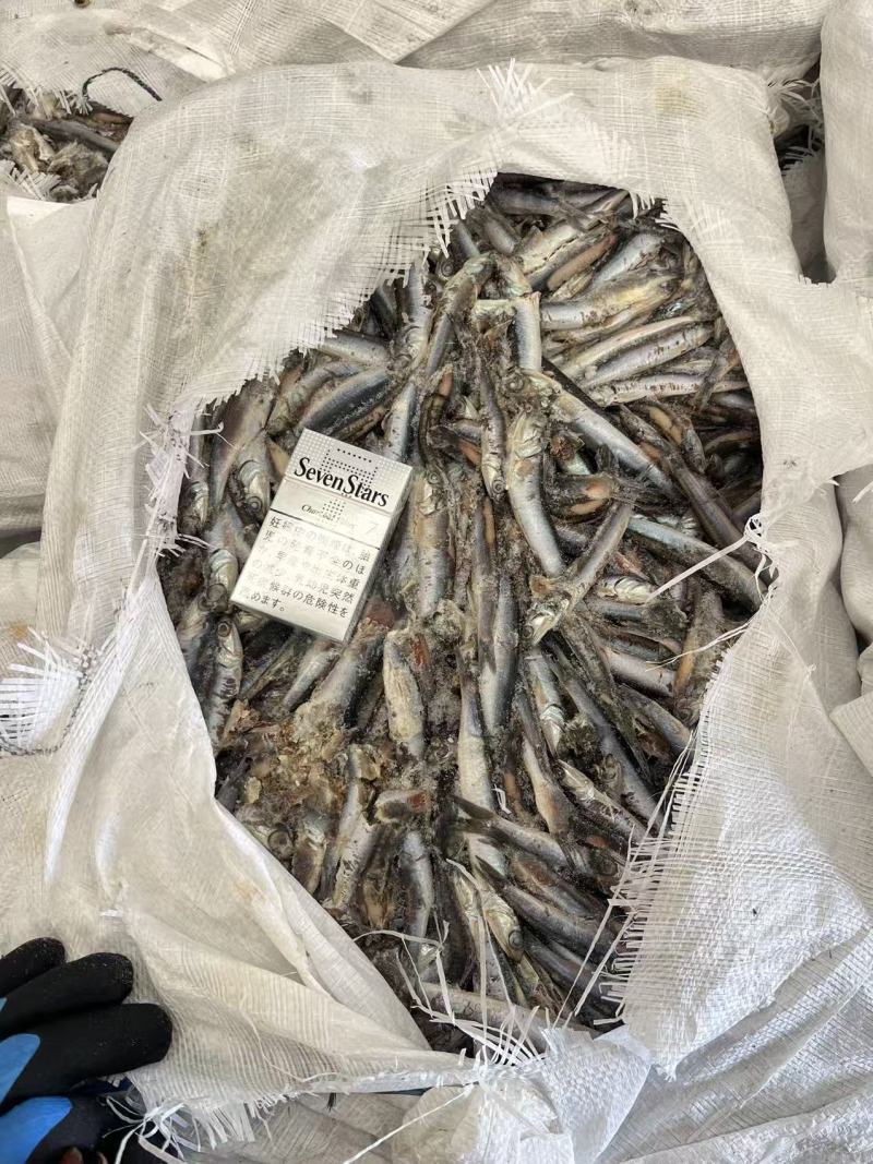 出水烂二锅饲料鱼