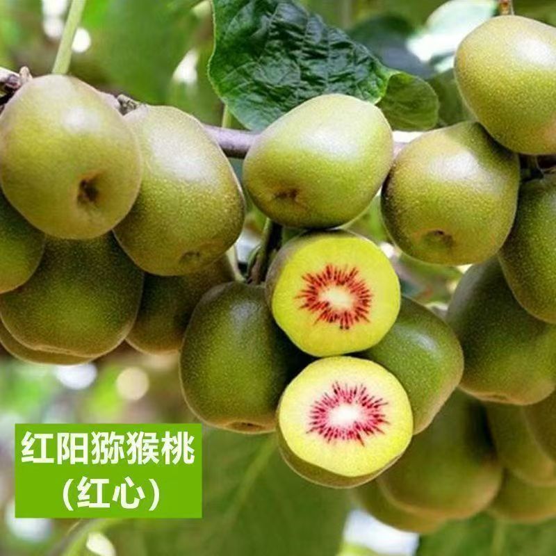 原盆原土的猕猴桃苗绿心猕猴桃徐香猕猴桃红阳猕猴桃果树苗