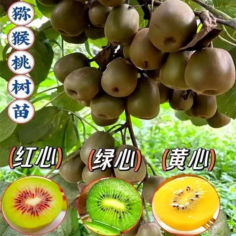 原盆原土的猕猴桃苗绿心猕猴桃徐香猕猴桃红阳猕猴桃果树苗